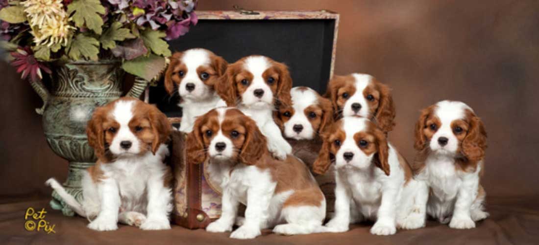 Castle-Creek-Cavalier-Available-Puppies-Banner002